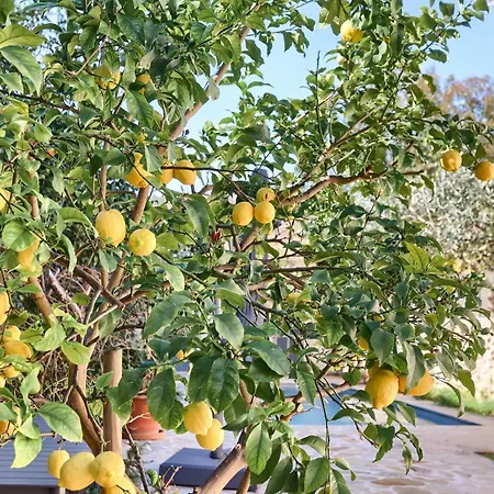 Semesterbostad Llum *